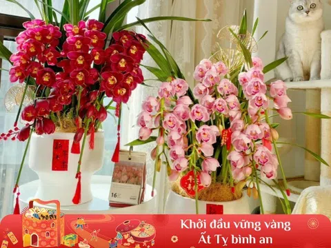 5 loại hoa “phú quý” vừa đẹp vừa bền, chưng Tết cả tháng hoa vẫn tươi thắm trên cành