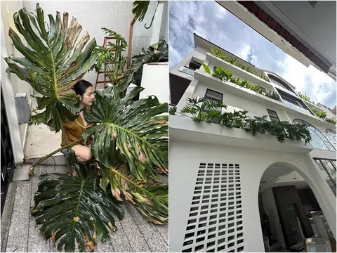 Cây lá to hơn người được Vân Trang trồng khắp ngóc ngách biệt thự 1.000m2 nhưng từng khiến cô phải "khóc một dòng sông"
