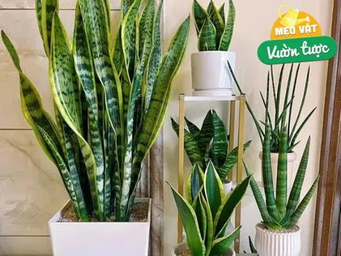 Mùa hè chăm cây lưỡi hổ theo quy tắc “3 không thiếu”, chồi non sẽ mọc liên tục, một chậu thành 3 chậu