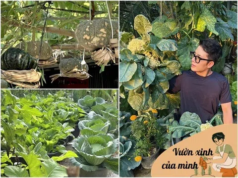 Chàng trai 9X ngồi xe lăn làm vườn, rau xanh giăng khắp lối, quả treo lúc lỉu trên giàn thật đã mắt