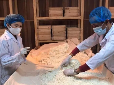 Loại gạo “lạ” trong gian bếp người Nhật và lợi ích cho sức khỏe