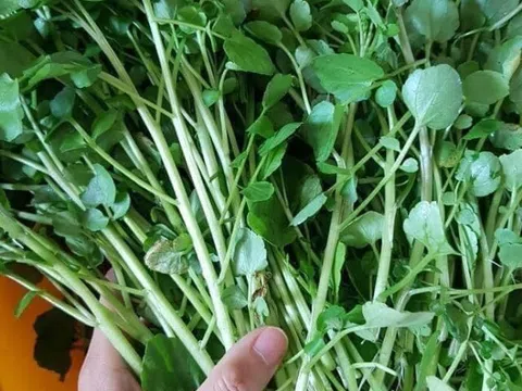 Loại rau tốt nhất thế giới trồng 1 lần ăn mấy chục năm, canxi giàu gấp đôi sữa bò giúp trẻ cao lớn