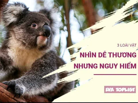 3 loài vật có vẻ ngoài đáng yêu khiến bạn mất cảnh giác nhưng tiềm ẩn nguy hiểm chết người