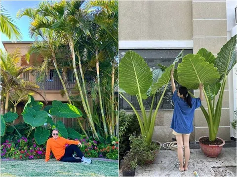 Cây cảnh nghe tên mà rùng mình nhưng Đàm Vĩnh Hưng và Vân Trang đều mê vì vừa sang vừa đón lộc
