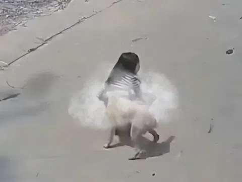 Bé gái 5 tuổi bị chó nhà hàng xóm bất ngờ tấn công, húc ngã xuống đất khi đi bộ trên đường, phải nhập viện gấp