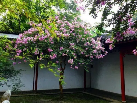 5 cây càng trồng càng có lộc, Thần Tài ghé thường xuyên, chặt đi tiền tài tiêu tán