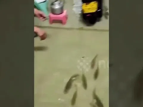 Hàng trăm con cá bất ngờ bơi thẳng vào nhà dân sau trận mưa lớn, khiến cả làng ngỡ ngàng