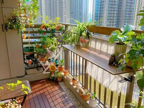 4 "hoa tài lộc" thích hợp cho người lười trồng ở ban công nhà, ít tưới nước cành lá vẫn sum suê