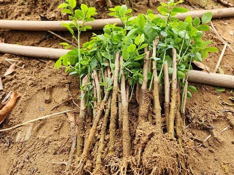 Loại rau trồng 1 lần ăn cả đời, ngọt như hạt nêm, trẻ ăn 1 bát rau này hấp thụ sắt gấp 7 lần ăn thịt bò