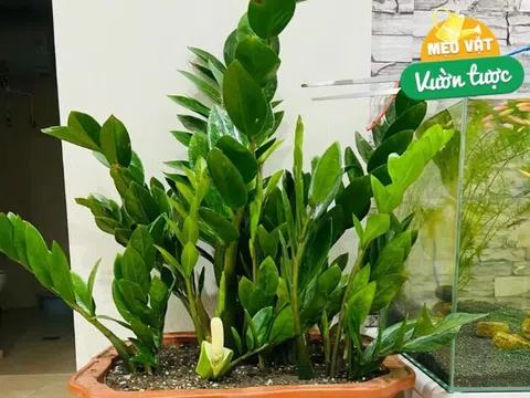 Tháng 8 làm đúng 5 việc này cây kim tiền sẽ ra hoa, chồi non mọc ầm ầm, gọi lộc tràn vào nhà