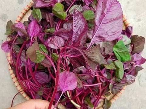 4 loại "rau tăng chiều cao" cho trẻ vào mùa hè vì cực giàu canxi, có loại rau còn vượt trội hơn sữa bò