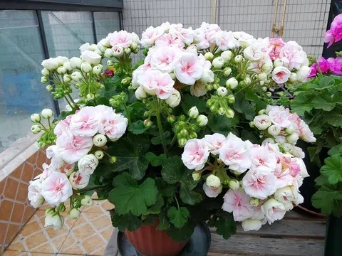 3 cây nở hoa sẽ hút cạn tài lộc, người thông minh sẽ cắt ngay, người dại tưởng điềm lành nên giữ lại