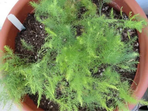 Loại rau “quyền lực nhất thế giới” trồng 1 lần ăn suốt 30 năm, rễ dùng làm thuốc, trẻ ăn vào IQ tăng gấp đôi ăn cá hồi
