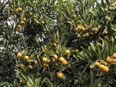 “Lộc trời” là “vua giải độc gan”, điều hòa nội tiết tố, trồng một cây trong nhà sẽ thu vàng hút bạc lại khỏe mạnh