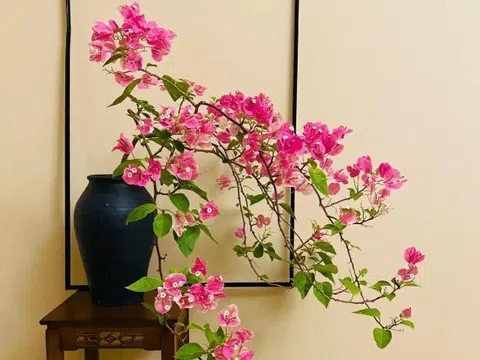 Sau 10 năm trồng hoa giấy, tôi mới hiểu lý do tại sao ngày càng nhiều người cho nó vào “danh sách đen”