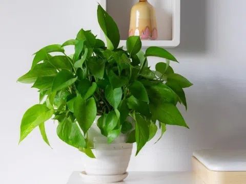 Trầu bà từng là cây cảnh "quốc dân", nay bị cho vào "danh sách đen", đây là 5 lý do khiến nhiều nhà vội vàng bỏ ngay!