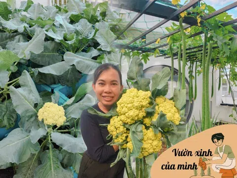 Bà mẹ 3 con biến sân thượng 30m² thành “nông trại mini” giữa Sài Gòn, tự trồng rau sạch quanh năm không cần ra chợ