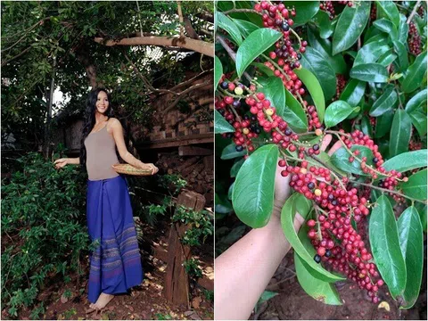 "Hoa hậu nghèo nhất Việt Nam" khoe loài cây tuổi thơ, quả giàu chất chống oxy hóa, trồng một cây nhà không giàu cũng có phúc khí