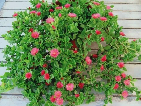 Cây cảnh đẹp hơn trầu bà, lá là rau giúp giải độc gan, hoa nở quanh năm, trồng ở ban công còn chiêu tài cực mạnh