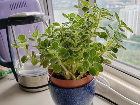 Cây cảnh đuổi muỗi cực đỉnh, lại được ví như “mèo Thần Tài” nhưng nay bị nhiều người cho vào danh sách đen vì 4 lý do