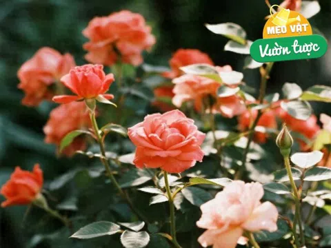 Từng làm hỏng 4 chậu hoa hồng, cuối cùng tôi cũng rút ra được 7 bí quyết giúp cây khỏe, hoa nở rực rỡ quanh năm