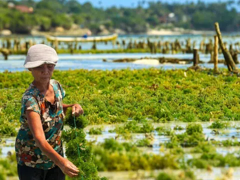Loại rau dại mọc ở biển xưa người Việt chẳng ngó ngàng, nay được xem như “thuốc tiên”, ăn 1 thìa bằng uống ly sữa bò