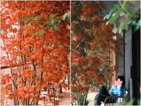 9X biến ban công thành thiên đường mùa thu bằng cây "tài lộc" này, thu về ngay tại nhà, may mắn cũng gõ cửa
