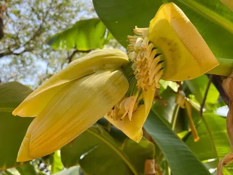 Loại quả “tốt nhất thế giới” trồng bạt ngàn ở Việt Nam, ra quả quanh năm, trồng sau nhà gia chủ gặp dữ hóa lành