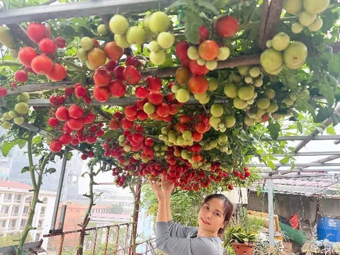 Cô giáo Hà Nội gieo mầm xanh từ vườn rau sân thượng 150m2 đến lớp học: Hạnh phúc là khi thấy rau xanh, trò tiến bộ từng ngày