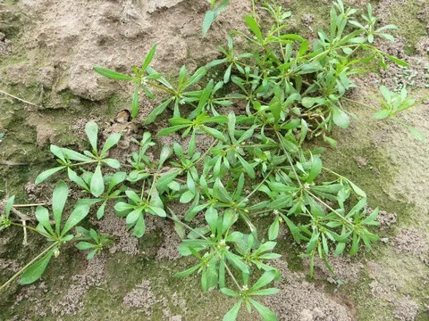 Cây dại mọc ven đường có hương vị lạ, nay thành đặc sản được dân thành phố ưa chuộng, tốt cho sức khỏe