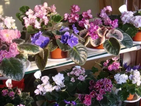 Những loại hoa trồng dễ hơn gừng bonsai, ngắt 1 lá cắm xuống đất 7 ngày ra rễ, 2 tháng thành cây đẹp