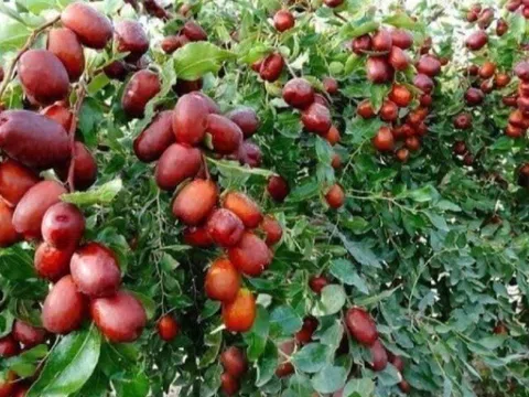 Loại quả "tốt nhất thế giới" được trồng bạt ngàn ở Việt Nam, thành đặc sản chỉ từ 25.000 đồng/kg, tốt cho sức khỏe