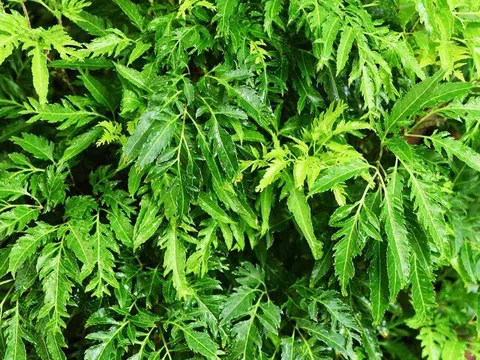 Loại rau bổ ngang nhân sâm kho cá thơm ngon gấp 10 lần, củ càng là “báu vật”, trồng trước nhà giúp hút lộc