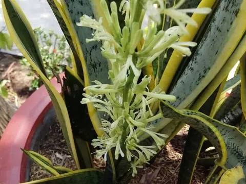 Hóa ra lưỡi hổ ra hoa không phải điềm lành như nhiều người tưởng, biết sớm tôi đã cắt bỏ hoa