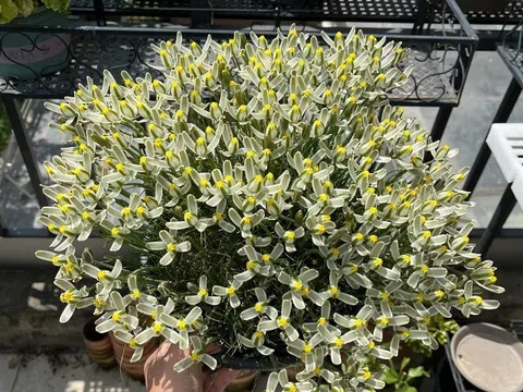 “Vua hương thơm” của thế giới cây xanh, thơm sánh ngang nước hoa, đẹp long lanh như thủy tinh