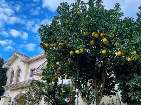 Giàu hay nghèo nhìn cây trước cửa là biết, có 1 trong 10 cây này không giàu sang cũng có phúc khí