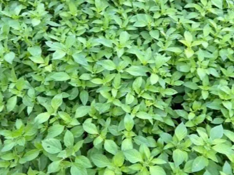 Cây dại ven đường có hương vị lạ, nay thànhh đặc sản được ưa chuộng giá 90.000 đồng/kg, tốt cho sức khoẻ