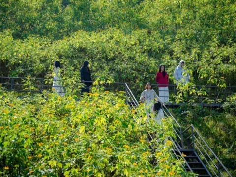 Chỉ cách Hà Nội 60km, ở Ba Vì có một cánh đồng hoa vàng tươi được giới trẻ rủ nhau đến check-in "sống ảo"
