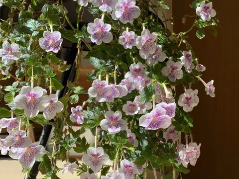 “Vua cây xanh trong nhà” đẹp đến mê hồn, nở suốt 4 mùa trong năm bất chấp trồng ở ban công phía Bắc