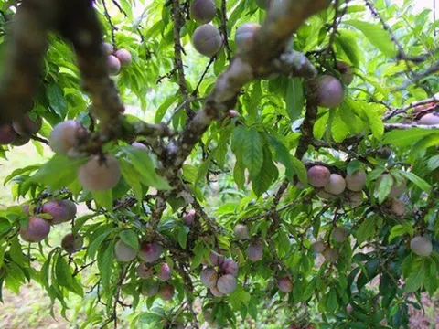 Loại quả được đánh giá "tốt nhất thế giới", ở Việt Nam trồng bạt ngàn giá chỉ từ 10.000 đồng/kg, tốt cho sức khoẻ