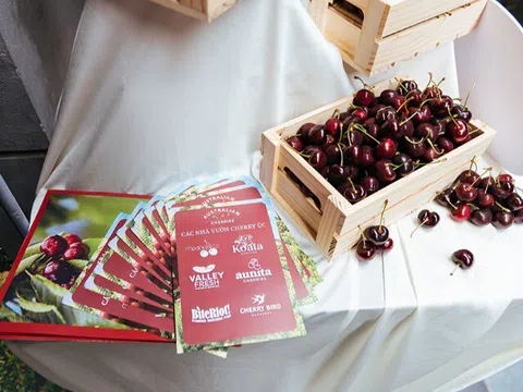 Cherry Úc khởi động mùa vụ 2024/25 với hành trình đưa Cherry tươi từ Úc đến Việt Nam chỉ trong 72 giờ
