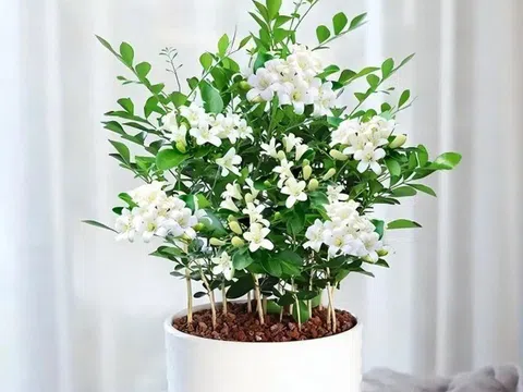 Loại hoa này thơm hơn hoa nhài, lâu tàn hơn mộc hương, mệnh danh là “cỗ máy nở hoa” vì nở suốt 200 ngày