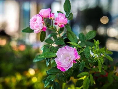 Con át chủ bài của phụ nữ không phải hôn nhân hay con cái mà là 3 điều này