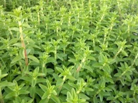 Cây dại ở bờ mương có hương vị lạ, nay thành đặc sản được ưa chuộng giá 40.000 đồng/kg, tốt cho sức khoẻ