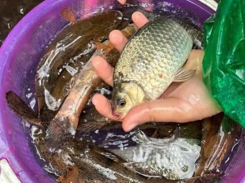Loài cá ở quê được ví như "thuốc bổ" nhưng ít người mua ăn, giá chỉ từ 30.000 đồng/kg, tốt cho sức khoẻ
