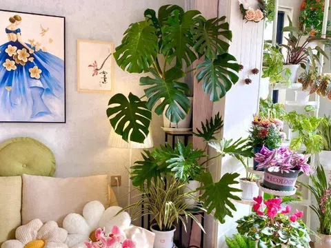 10 loại cây người giàu chê, người nghèo vẫn mê rước về nhà, biết lý do bạn dám trồng không?