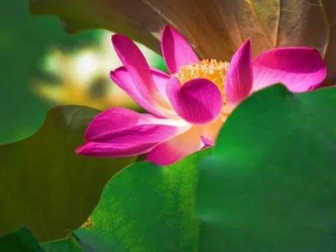 Người không tham gia 3 hoạt động này khi dự tiệc thường không hề đơn giản, rất tỉnh táo