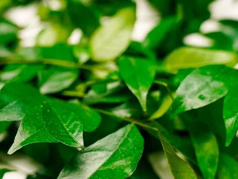 Loại lá xưa rụng đầy không ai ngó ngàng, nay được chuộng vì hương vị lạ giá 70.000 đồng/kg, tốt cho sức khoẻ