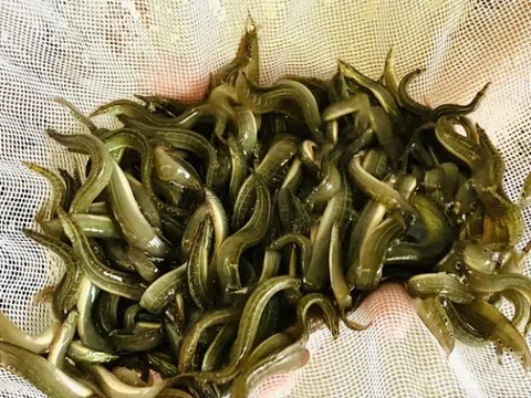 Loài cá bị chê bẩn nhưng là "vị thuốc đại bổ", bán ở chợ giá 120.000 đồng/kg thành đặc sản, tốt cho sức khoẻ