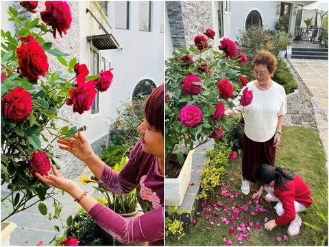 MC Diễm Quỳnh trồng loại hoa hồng nở to hơn cái bát, thơm nức mũi, mẹ chồng thích thú tạo dáng cạnh bên